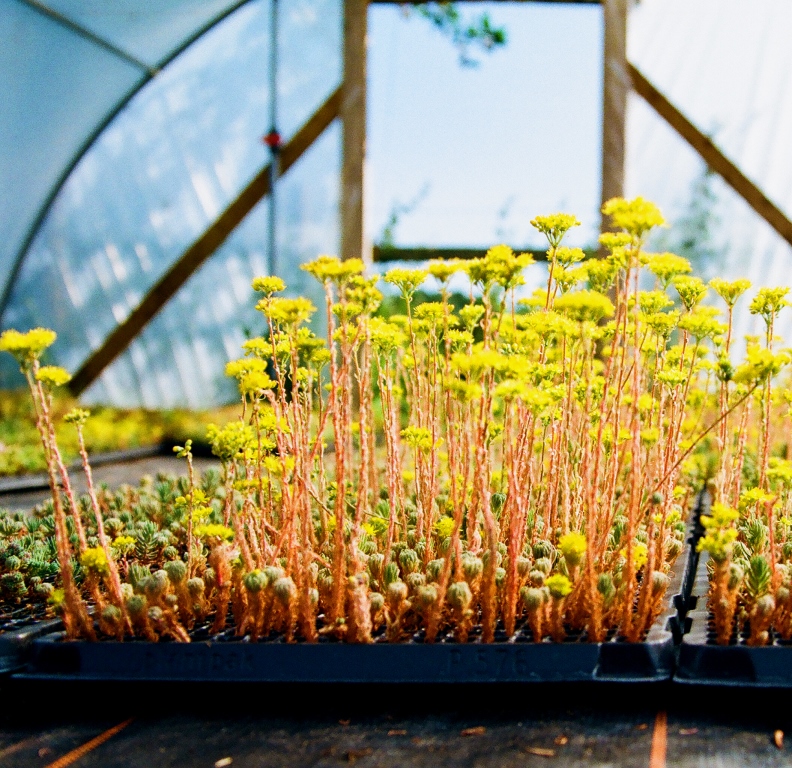 Different Types Of Green Roof Sedum Roof The Renewable Energy Hub